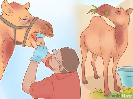 Купить Camel Step 12