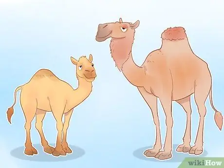 Купить Camel Step 13