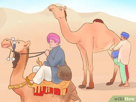 Купить Camel Step 17