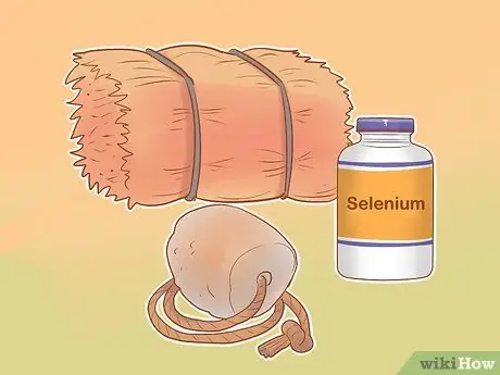 Купить верблюда Step 3