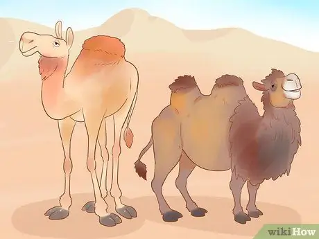Купить Camel Step 7
