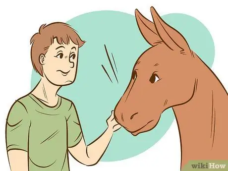 Прокатиться на осле Шаг 11