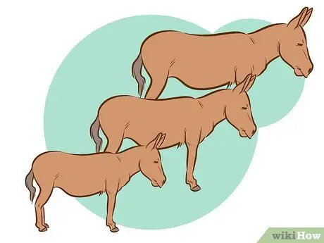 Прокатиться на осле Шаг 5