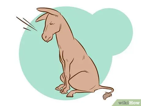 Прокатиться на осле Шаг 6