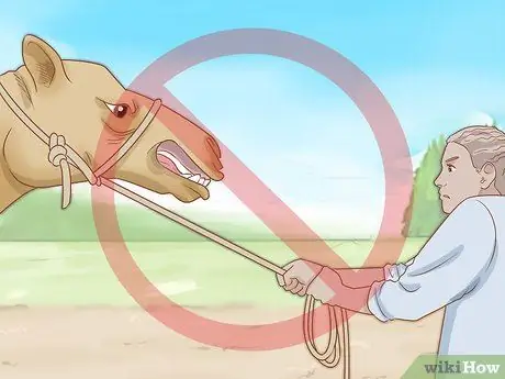 Уход за верблюдом Шаг 12