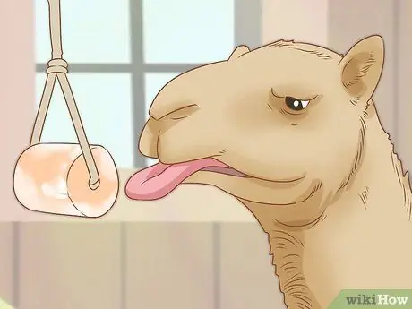 Уход за верблюдом Шаг 2