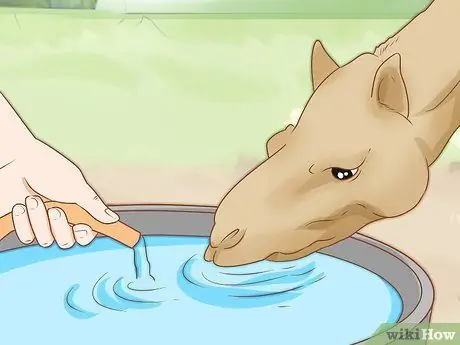 Уход за верблюдом Шаг 3