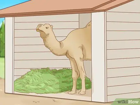 Уход за верблюдом Шаг 5