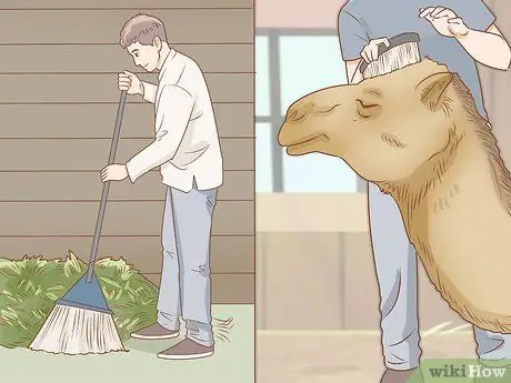 Уход за верблюдом Шаг 7