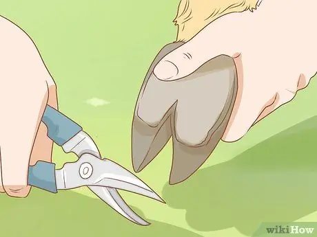 Уход за верблюдом Шаг 8