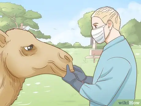 Уход за верблюдом Шаг 9