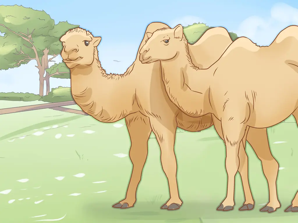 Как ухаживать за верблюдом (с иллюстрациями)