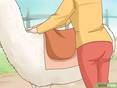 Прокатиться на ламе Шаг 2