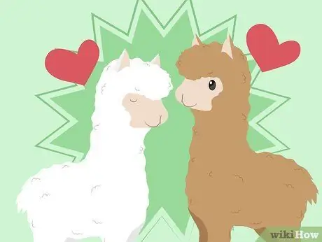Купить Alpacas Step 2