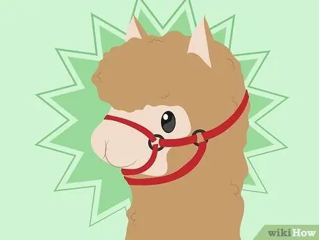 Купить Alpacas Step 7