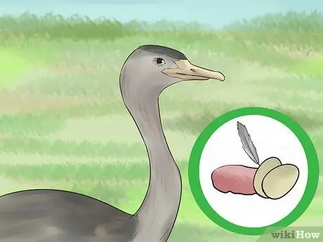 Raise Rheas, шаг 1