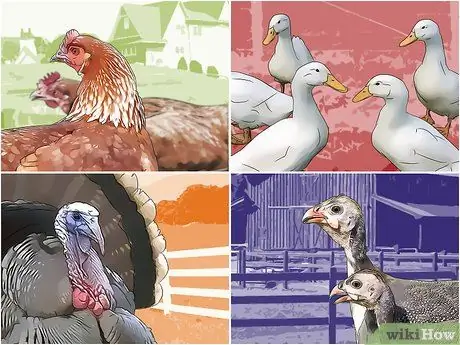 Будьте птицеводом Шаг 6