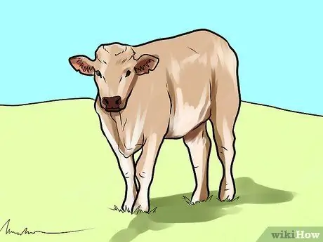 Выбор крупного рогатого скота для основного стада Шаг 4