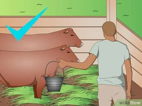 Пастбища для ручного посева крупного рогатого скота Шаг 2