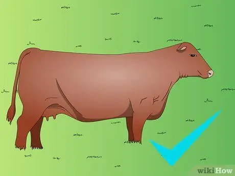 Пастбища для ручного посева крупного рогатого скота Шаг 3