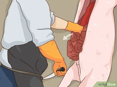 Выращивание свиней на мясо, шаг 16