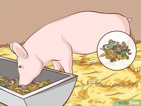 Выращивание свиней на мясо Шаг 7