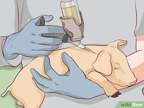 Выращивание свиней на мясо Шаг 9