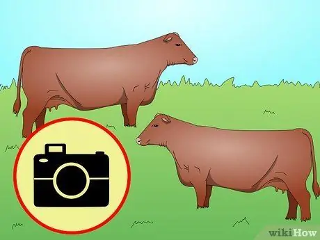 Определение крупного рогатого скота красно-ангусской породы Шаг 4