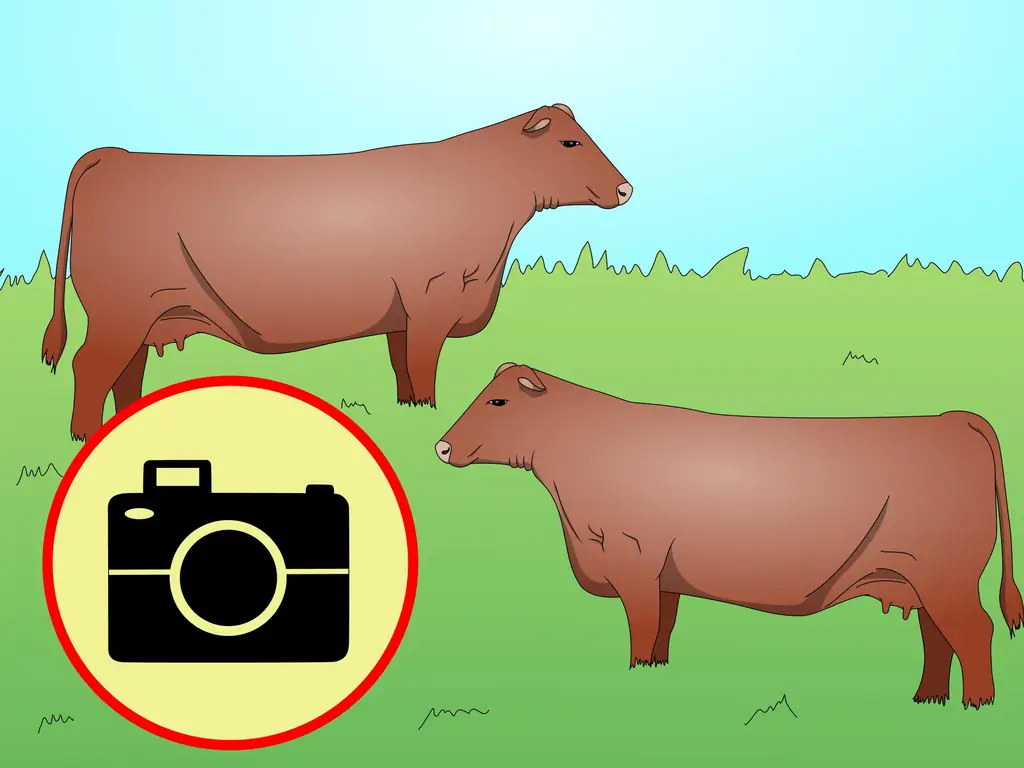 Как определить красный ангусский скот: 4 шага (с иллюстрациями)