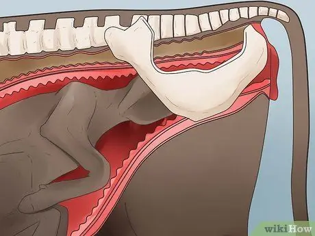 Как сказать, собирается ли корова или телка рожать Шаг 1