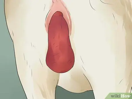 Как сказать, собирается ли корова или телка рожать Шаг 11