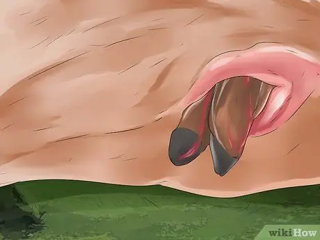 Как сказать, собирается ли корова или телка рожать Шаг 12