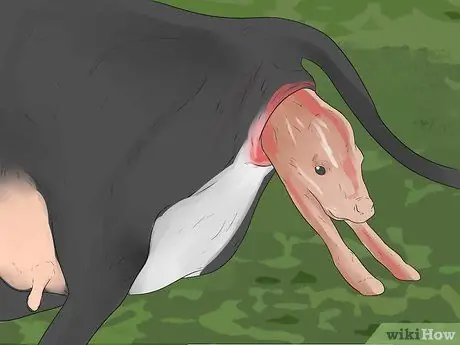 Как сказать, собирается ли корова или телка рожать Шаг 13