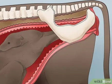Как сказать, собирается ли корова или телка рожать Шаг 2