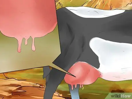 Как сказать, собирается ли корова или телка рожать Шаг 4