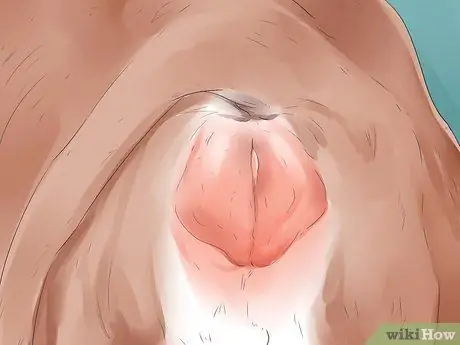 Как сказать, собирается ли корова или телка рожать Шаг 5