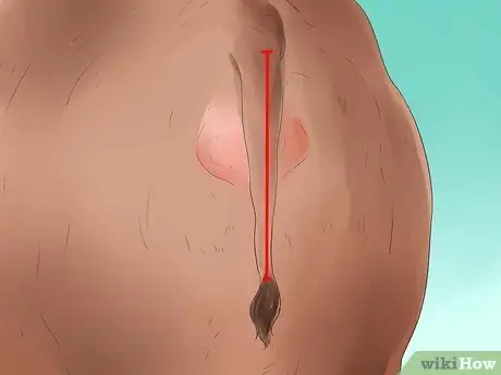 Как сказать, собирается ли корова или телка рожать Шаг 6