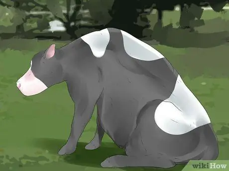 Как сказать, собирается ли корова или телка рожать Шаг 7