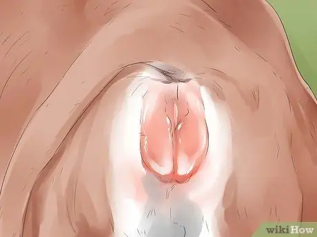 Как сказать, собирается ли корова или телка рожать Шаг 9