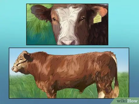 Идентификация крупного рогатого скота Гелбви Шаг 2