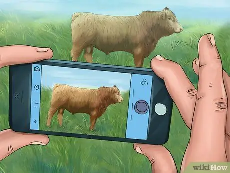 Идентификация крупного рогатого скота Гелбви Шаг 4