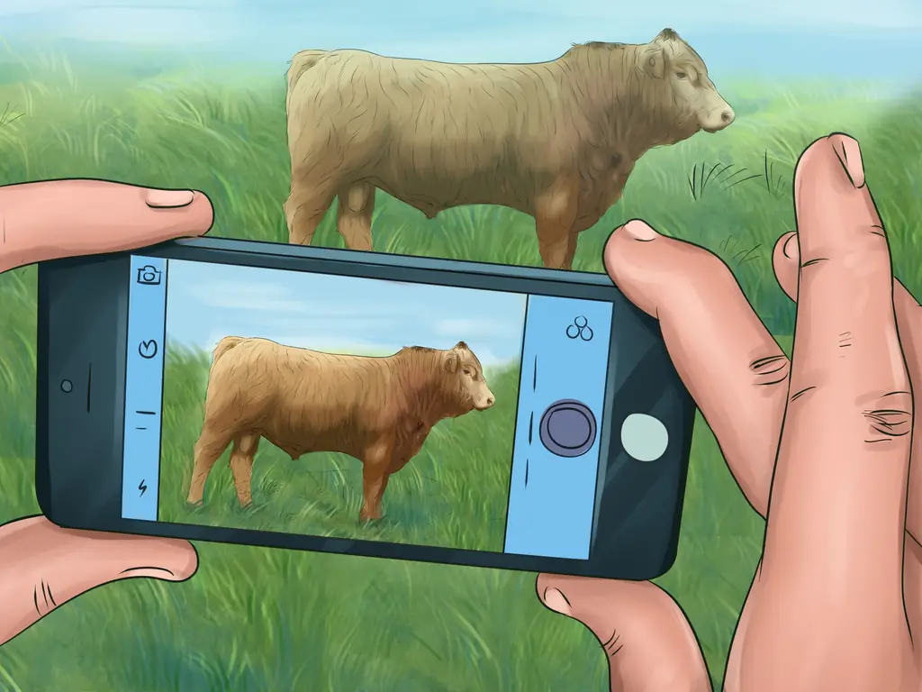 Как идентифицировать крупный рогатый скот гелбви: 4 шага (с изображениями)