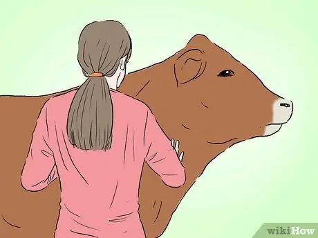 Определите лимузенский крупный рогатый скот Шаг 4