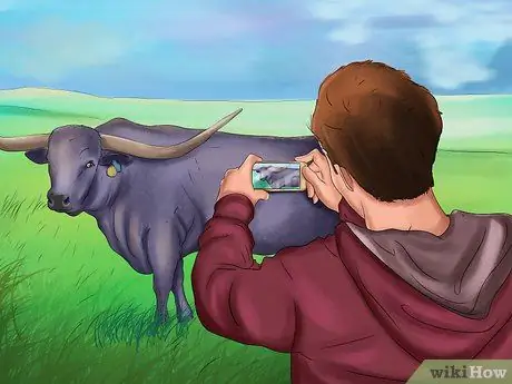 Определите техасский лонгхорн, этап 4