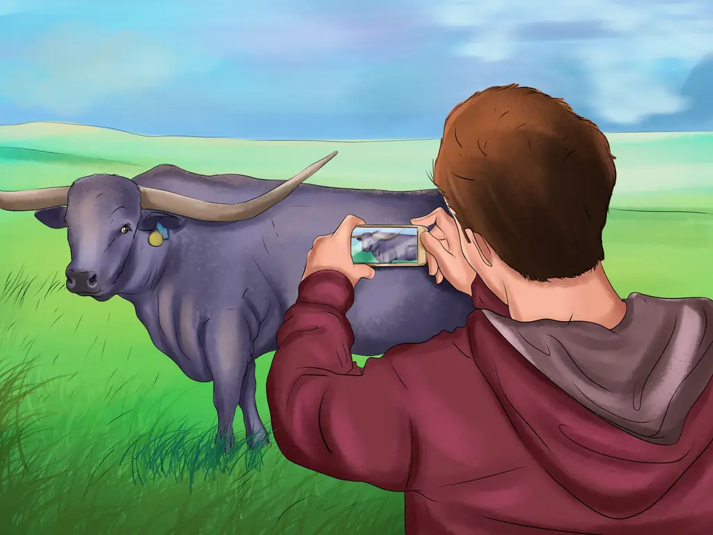 Как определить техасский лонгхорн: 4 шага (с иллюстрациями)