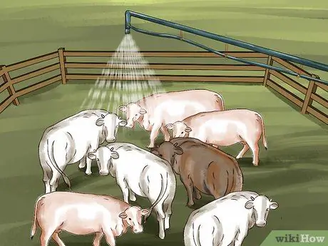 Очистите корову Шаг 12