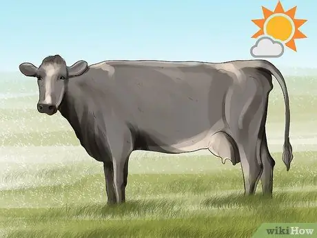 Очистите корову Шаг 2