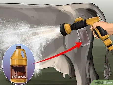 Очистите корову Шаг 6