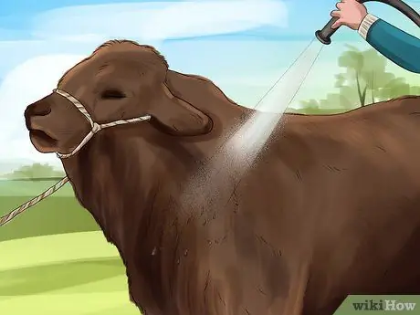 Очистите корову Шаг 8