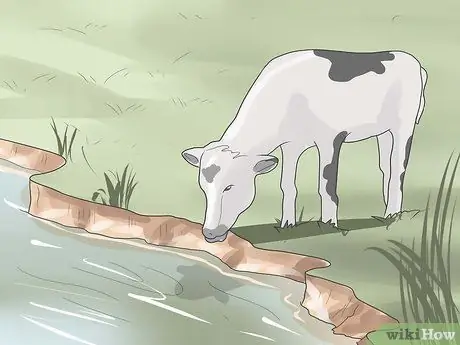 Заведите домашнюю корову Шаг 10